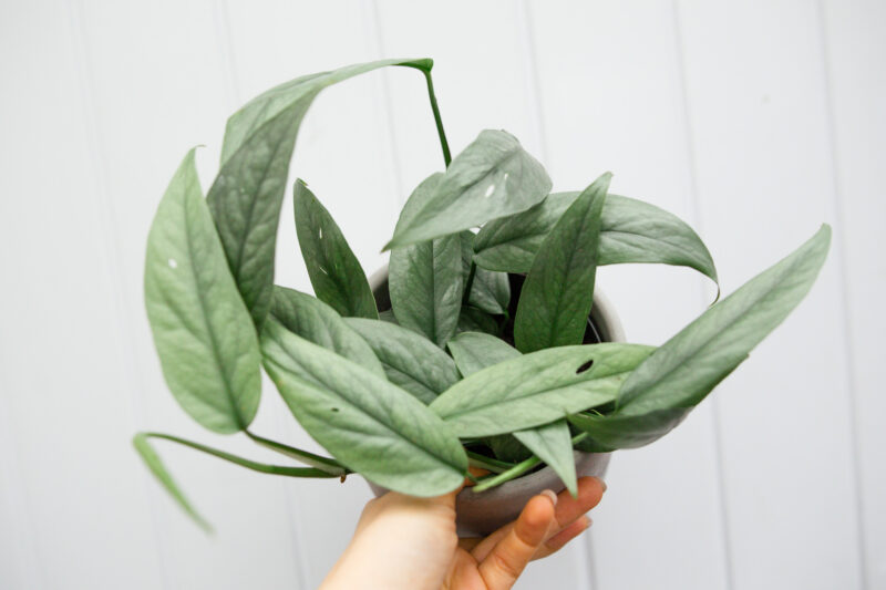 Epipremnum Pinnatum ‘CEBU BLUE’