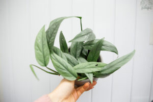 Epipremnum Pinnatum ‘CEBU BLUE’