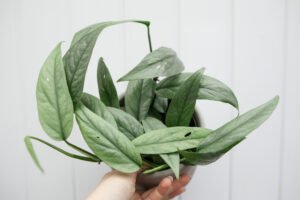 Epipremnum Pinnatum ‘CEBU BLUE’