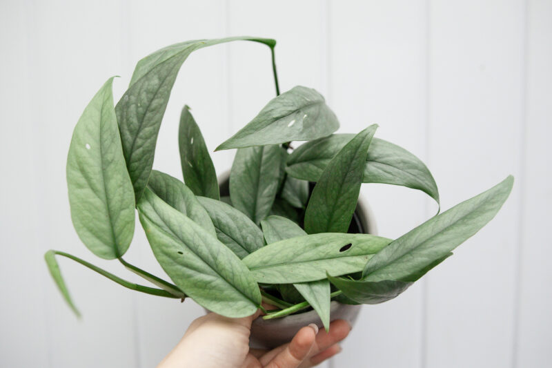 Epipremnum Pinnatum ‘CEBU BLUE’