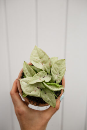 Syngonium Milk Confetti