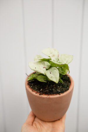 Syngonium Milk Confetti