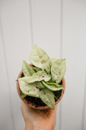 Syngonium Milk Confetti