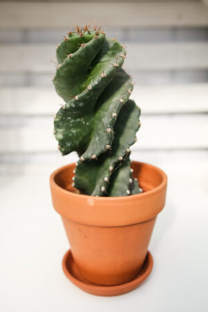 Kaktus Spirala