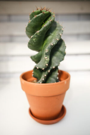 Kaktus Spirala