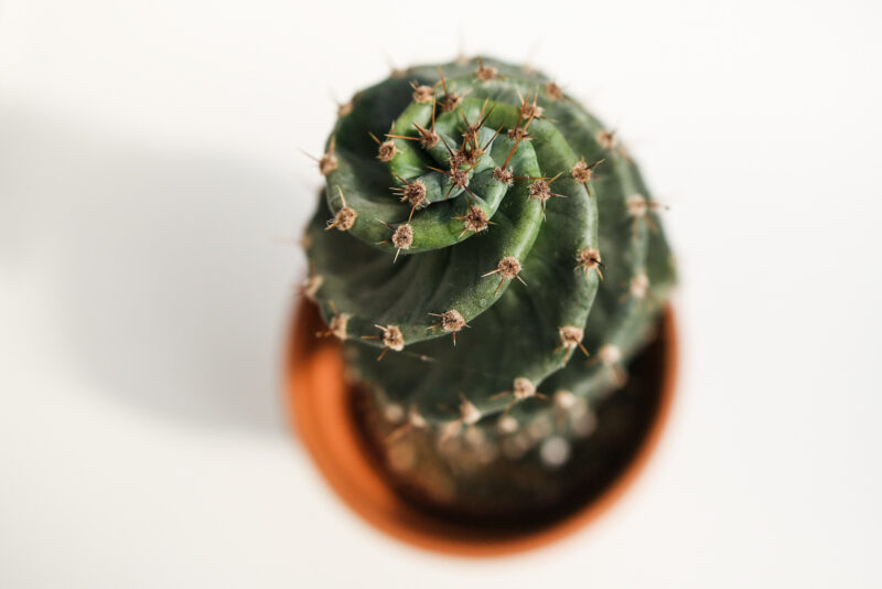 Kaktus Spirala