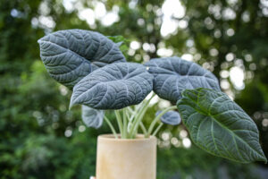 Alocasia Maharanii