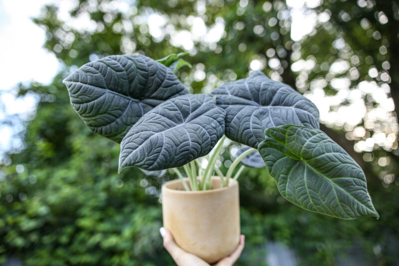 Alocasia Maharanii