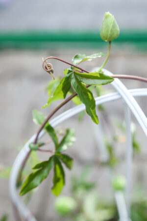 PASSIFLORA CAERULEA