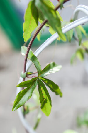 PASSIFLORA CAERULEA