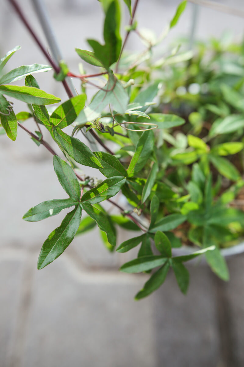 PASSIFLORA CAERULEA