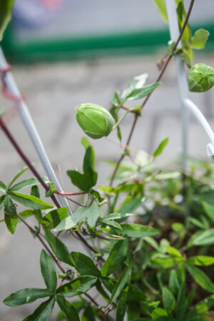 PASSIFLORA CAERULEA