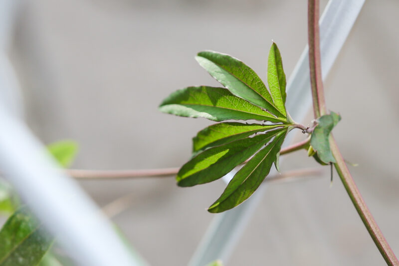 PASSIFLORA CAERULEA
