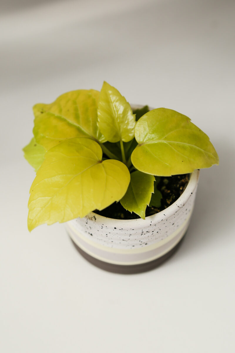 Schefflera Amate Soleil