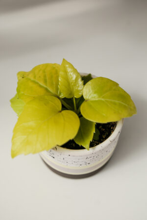 Schefflera Amate Soleil