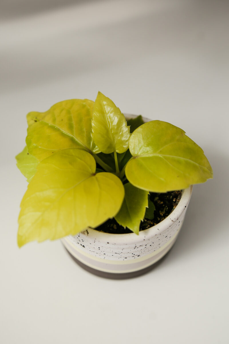 Schefflera Amate Soleil Schefflera Amate Soleil