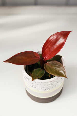 Philodendron Red Sun