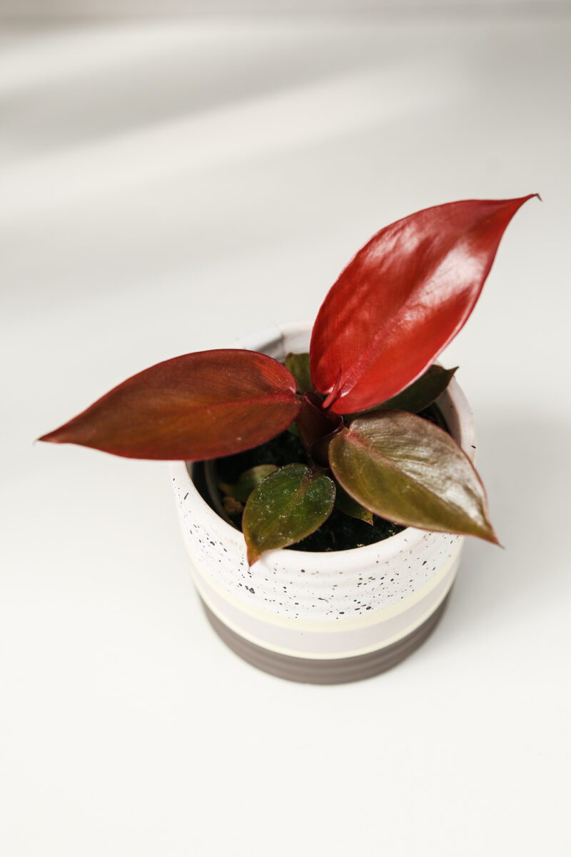 Philodendron Red Sun