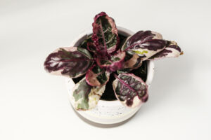 Hemigraphis Snow White