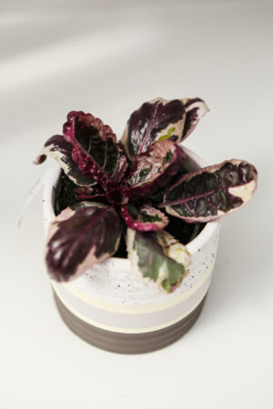 Hemigraphis Snow White