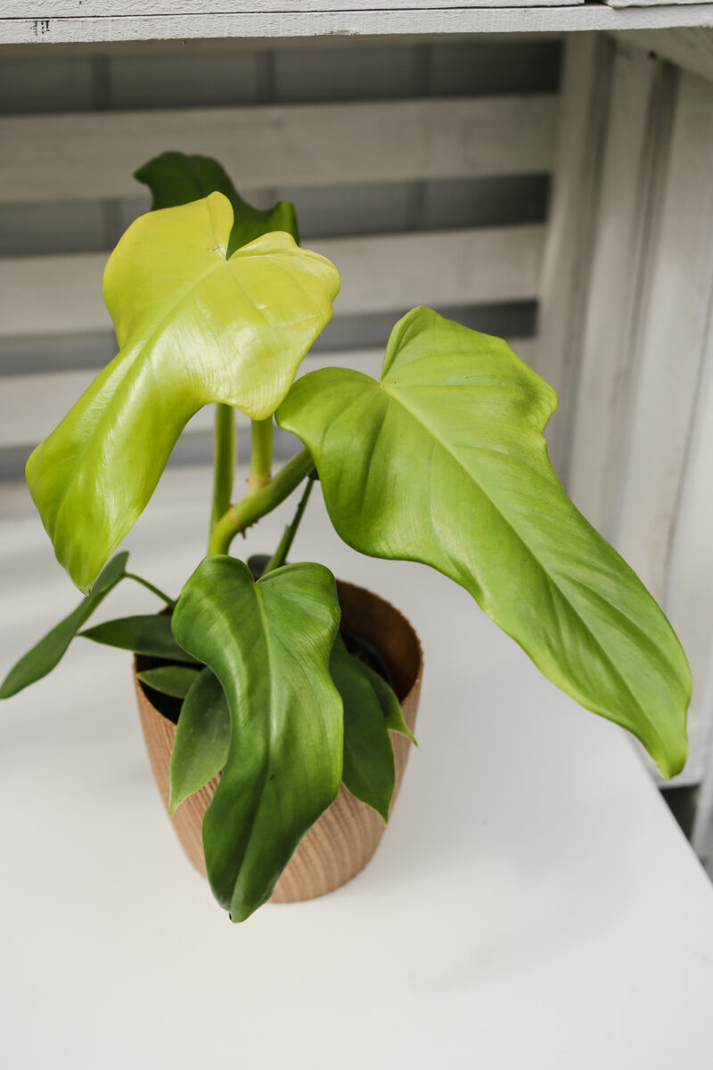 Philodendron bipennifolium ‘Yellow Violin’