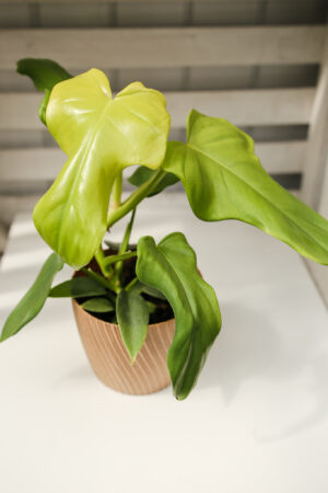 Philodendron bipennifolium ‘Yellow Violin’