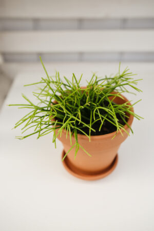 Patyczak Rhipsalis Oasis