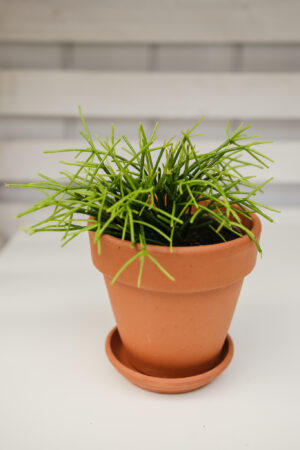 Patyczak Rhipsalis Oasis