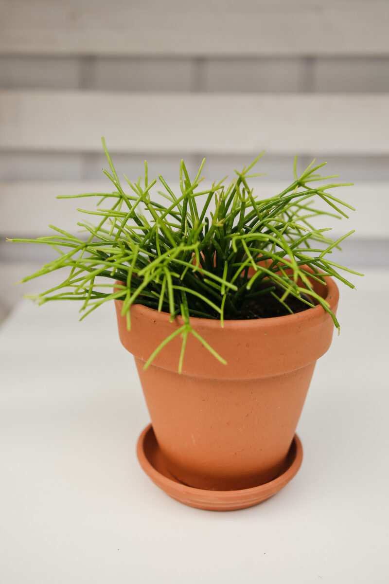 Patyczak Rhipsalis Oasis