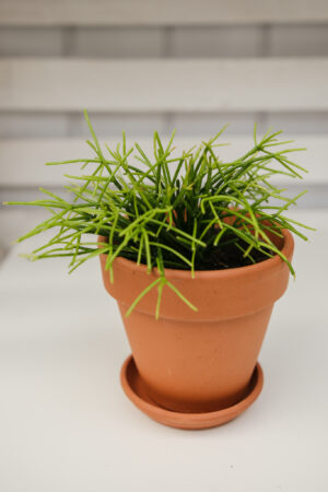 Patyczak Rhipsalis Oasis