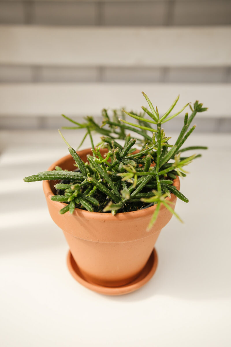 Patyczak Rhipsalis Burchelli Patyczak Rhipsalis Burchelli