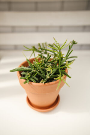 Patyczak Rhipsalis Burchelli