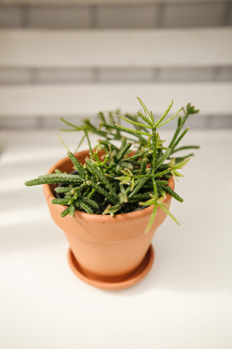 Patyczak Rhipsalis Burchelli