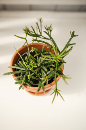 Patyczak Rhipsalis Burchelli