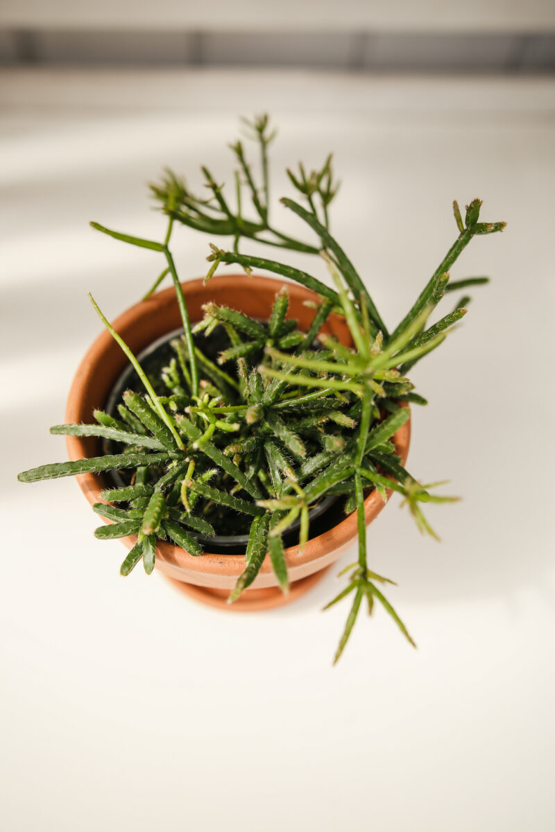 Patyczak Rhipsalis Burchelli