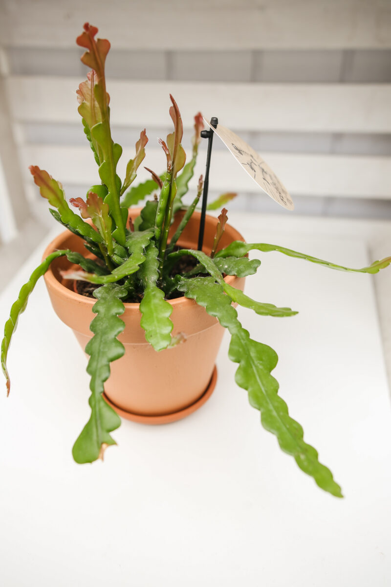 epiphyllum fishbone zygzak