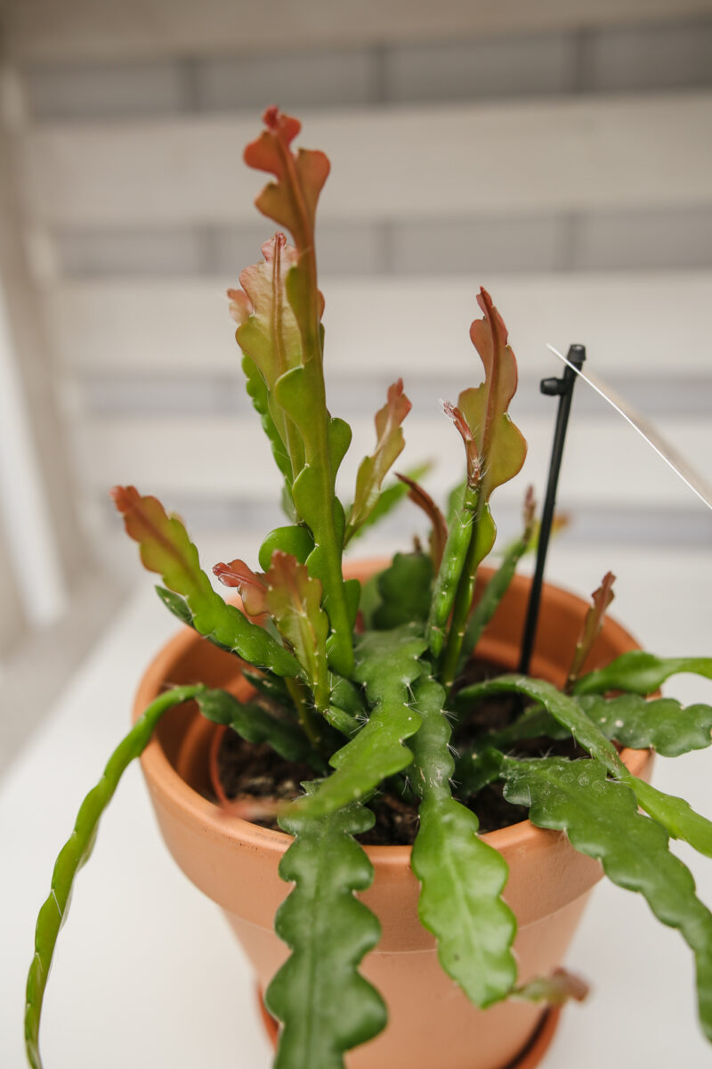 epiphyllum fishbone zygzak