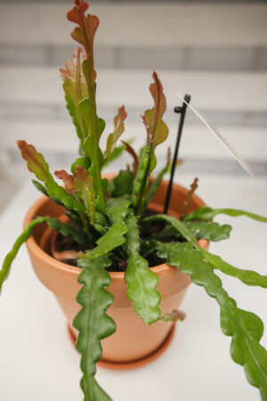 epiphyllum fishbone zygzak