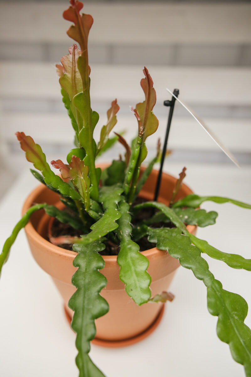 epiphyllum fishbone zygzak