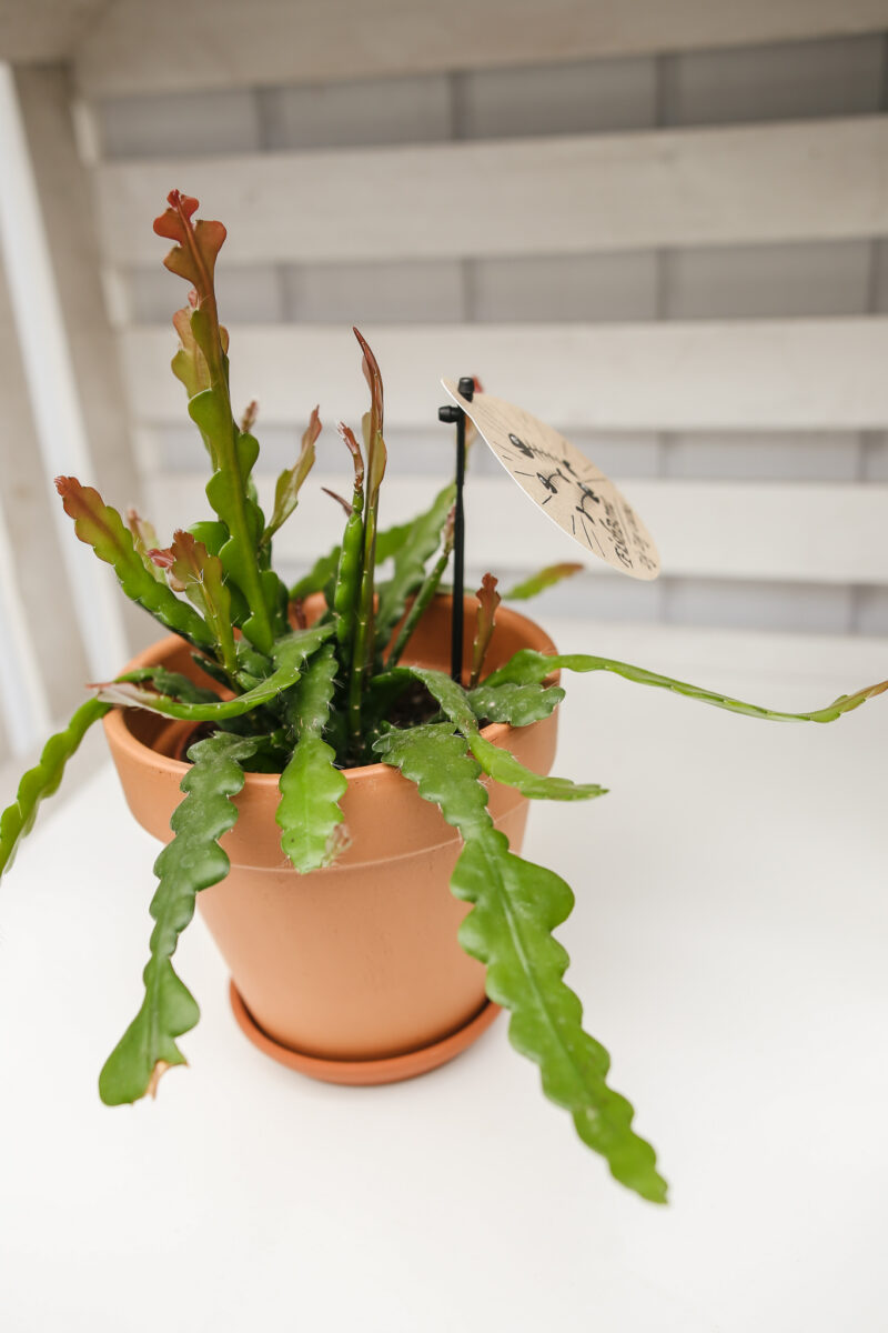 epiphyllum fishbone zygzak