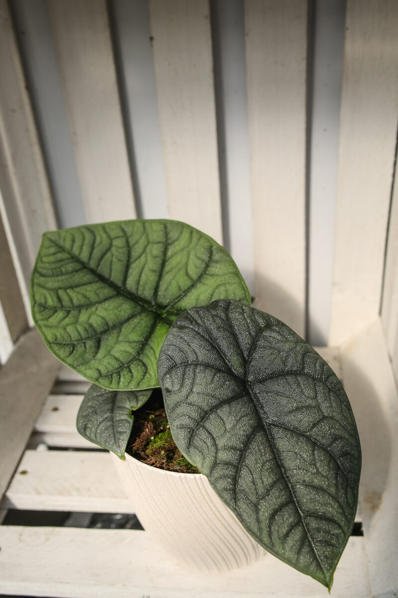 Alocasia Melo