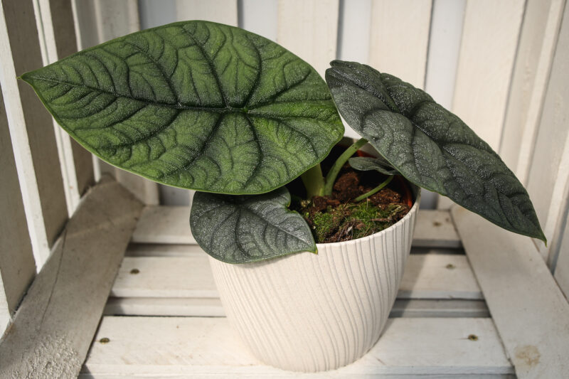 Alocasia Melo