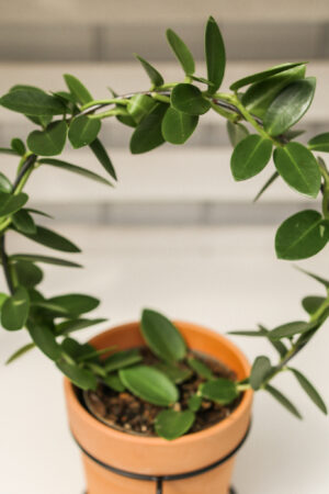 Hoya Cumingiana + doniczka + stojak metalowy