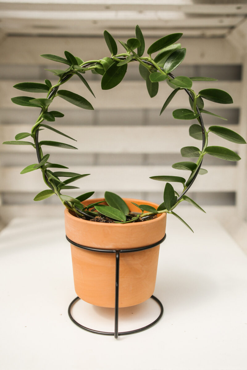 Hoya Cumingiana + doniczka + stojak metalowy