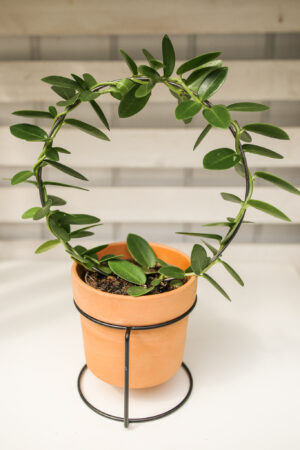 Hoya Cumingiana + doniczka + stojak metalowy