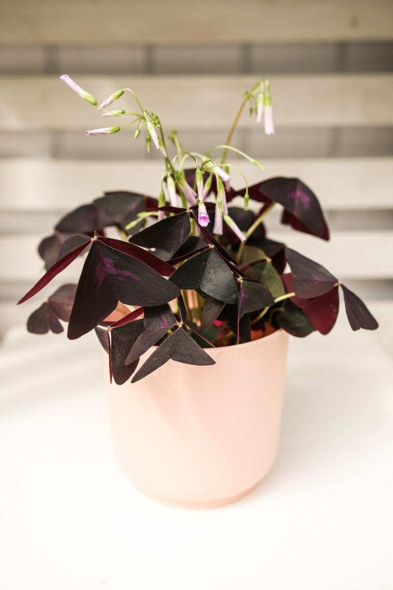 Oxalis triangularis Szczawik fioletowy
