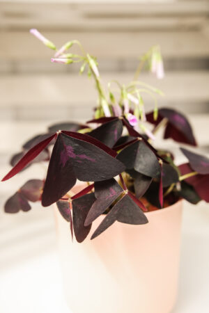 Oxalis triangularis Szczawik fioletowy