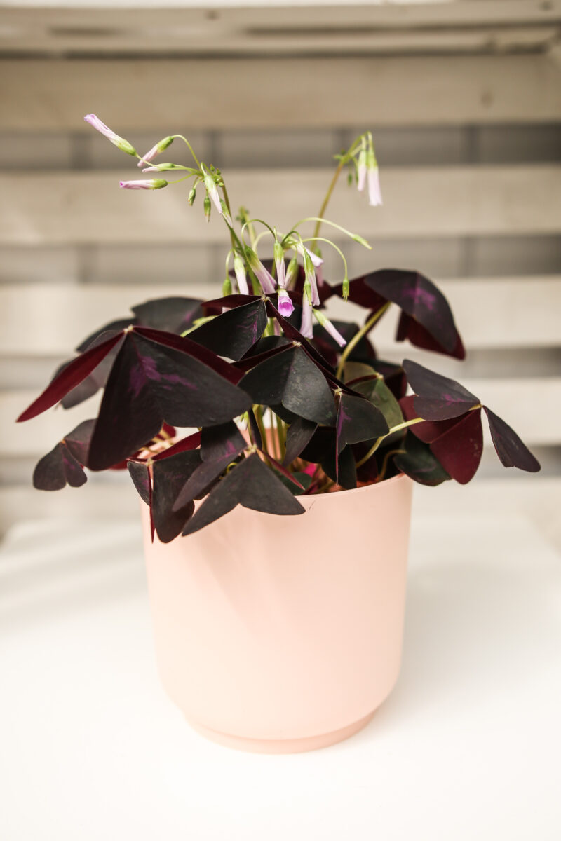 Oxalis triangularis Szczawik fioletowy
