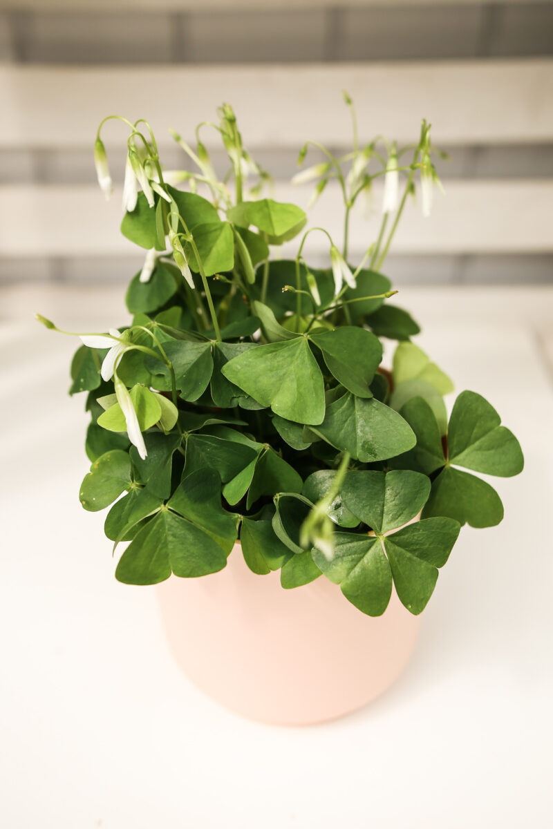 Oxalis Szczawik Zielony