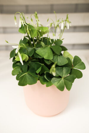 Oxalis Szczawik Zielony